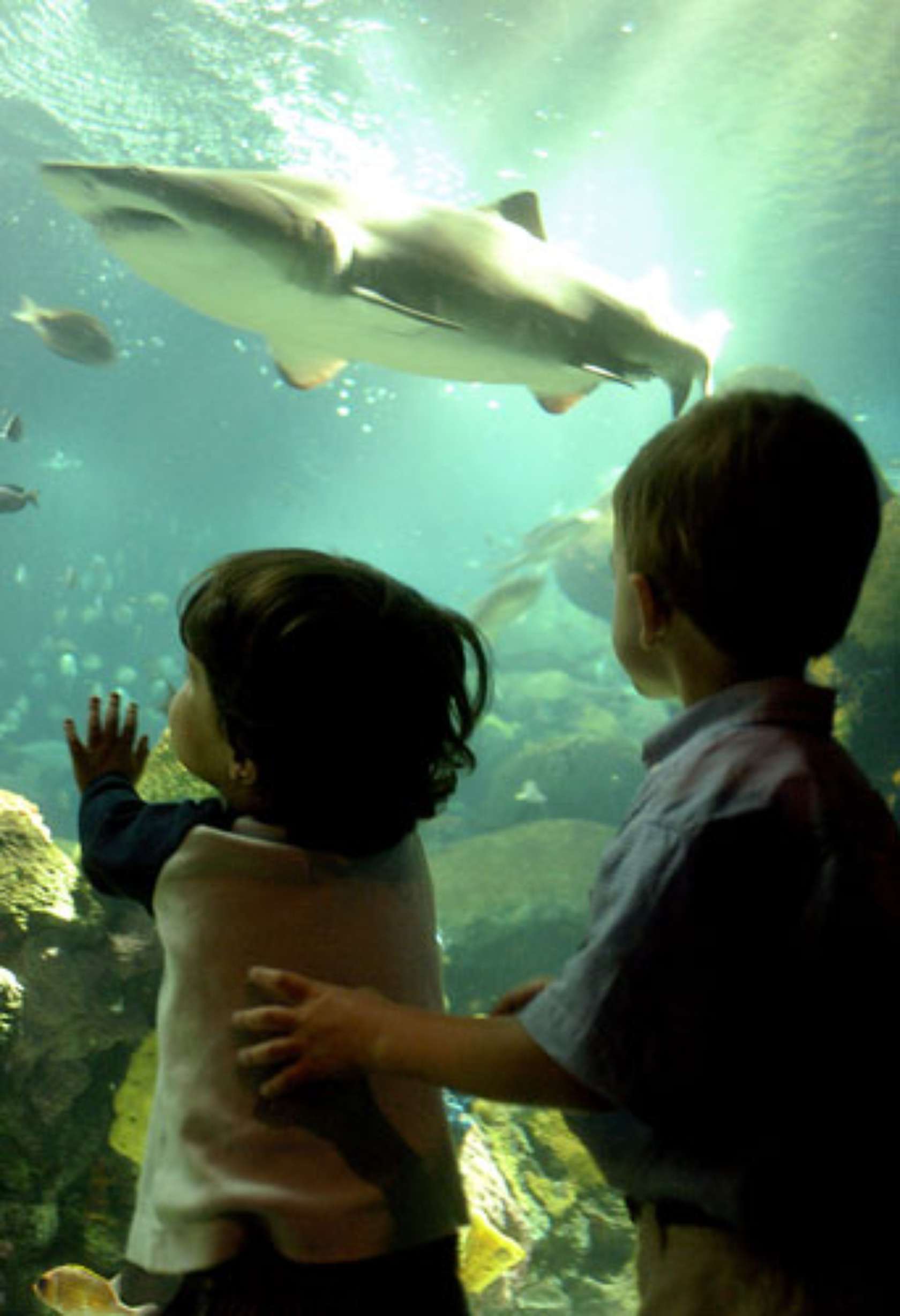 Tennessee Aquarium Ocean Journey Architizer