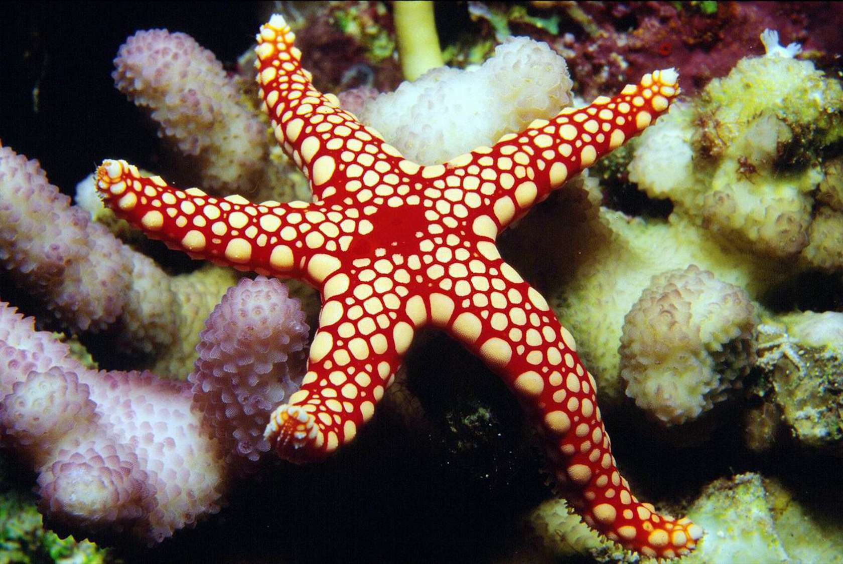 Super starfish. Старфиш. Stella Marina рыба. Стэлла Марина рыба. Octopus vs Sunflower Starfish.